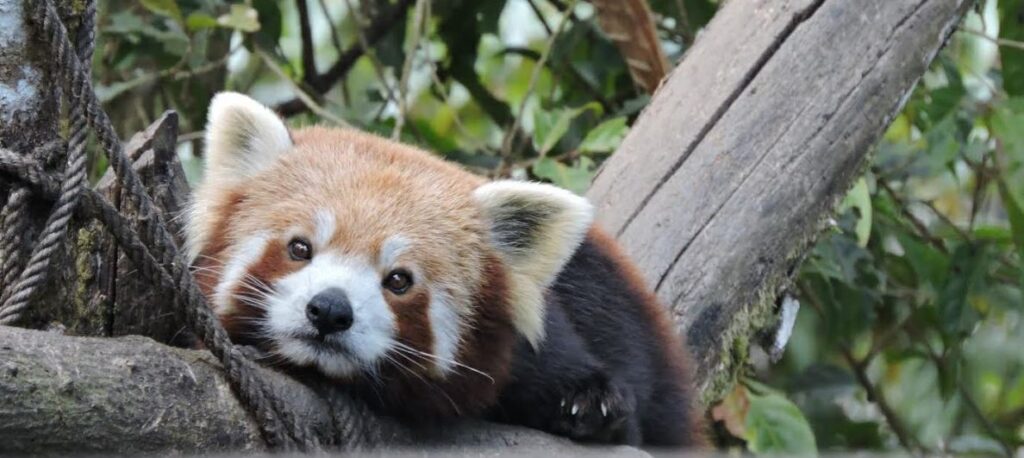 A red panda in deep thoughts. Overthinking or GAD is a disease that can drain us mentally and physically