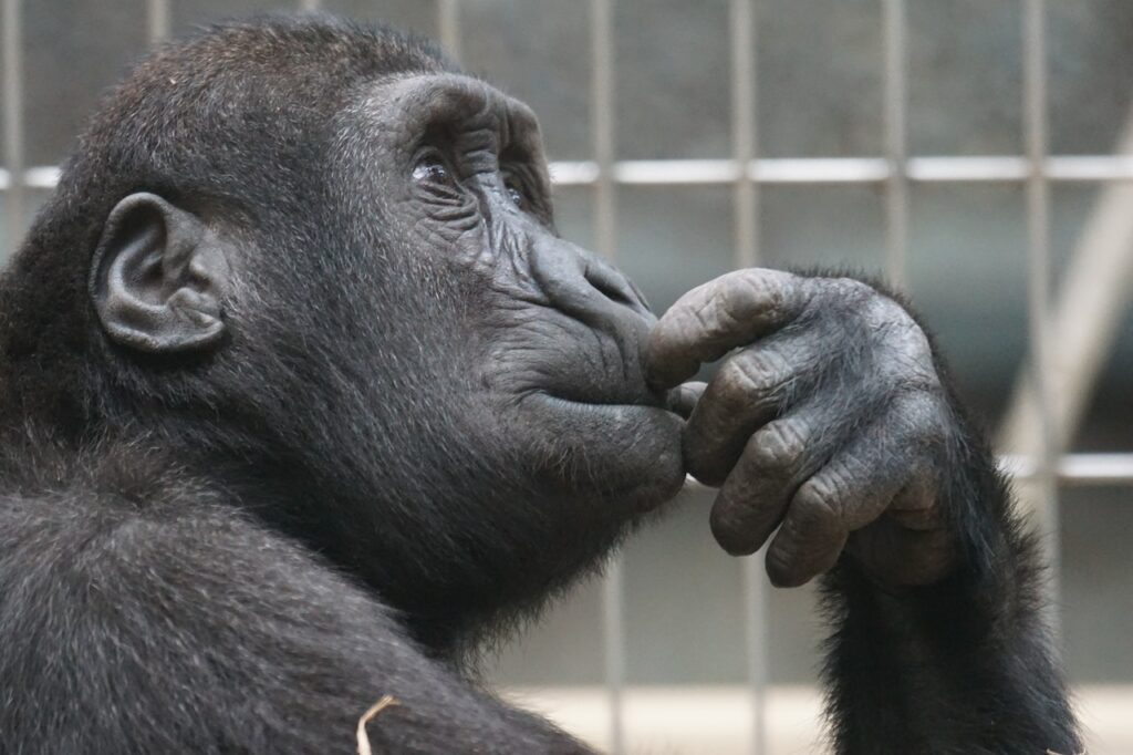 An Ape Thinking.

Humans have the ability to think, analyze, solve difficult problems and take informed decision. But decline of critical thinking skills have become a social crisis.