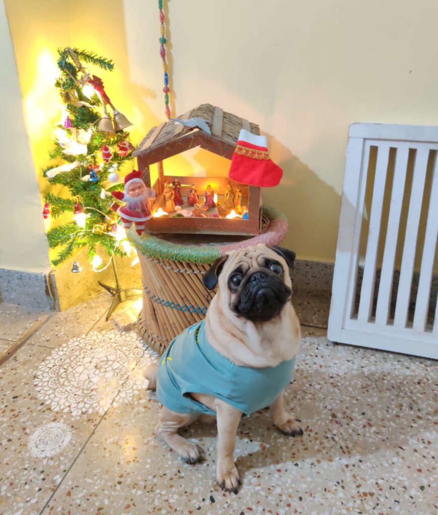 A pug in front of Christmas tree. Capturing photos can help you remember good moments of you life, A good way to practice gratitude. Feeling grateful is the best thing you can do for yourself, blog post by Gaurav Sinha
