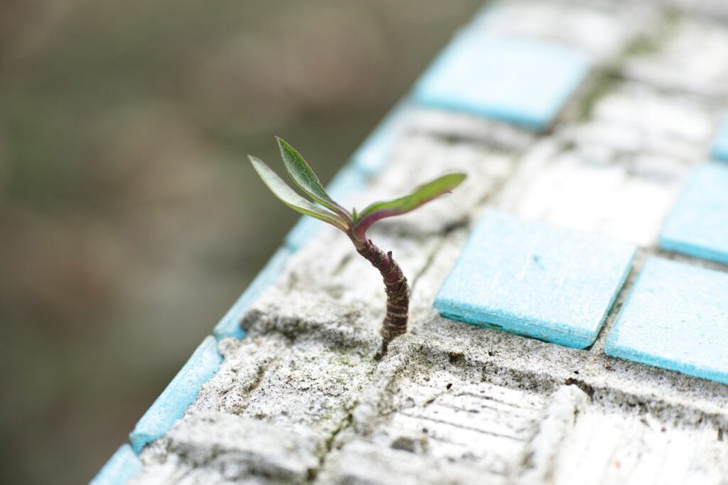 green-leafed-plant-on-sand

We all are project managers of the project called life, blog post by Writer Gaurav Sinha